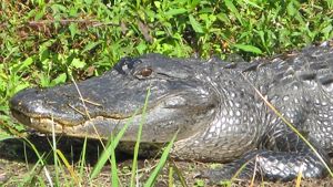 Closeup of an alligator's head.