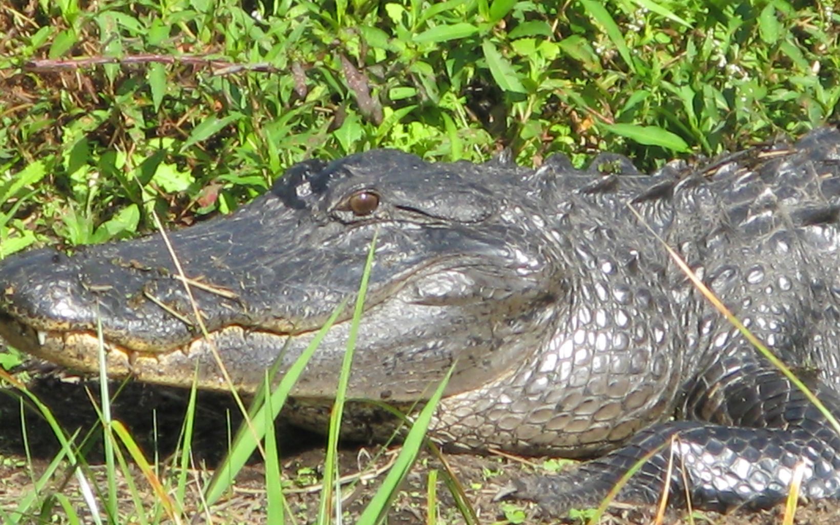 A closeup of an American alligator sunning itself at Rafter T Ranch.