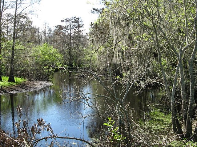 A stream runs past trees hanging with Spanish moss.