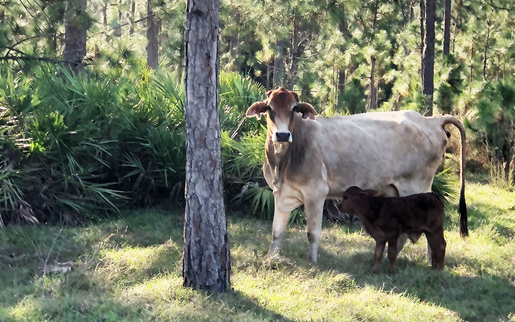 A cow and calf stand in a forested area of Rafter T Ranch.