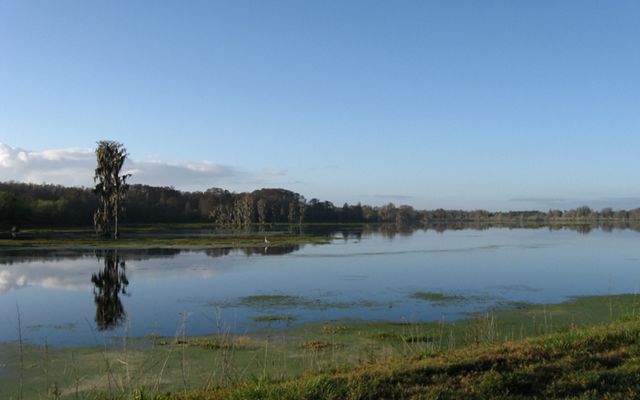 A large reservoir edged by grass and trees.