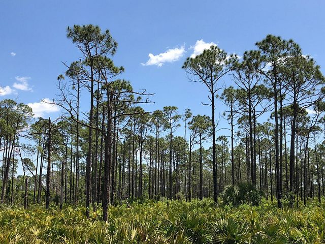 Tall pines with a shrubby understory.