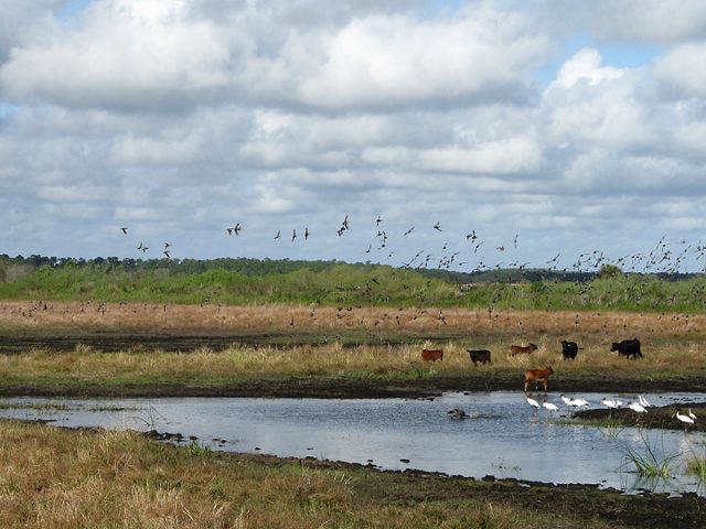 White shorebirds wading in a shallow pond surrounded by a grassy area with grazing cattle.