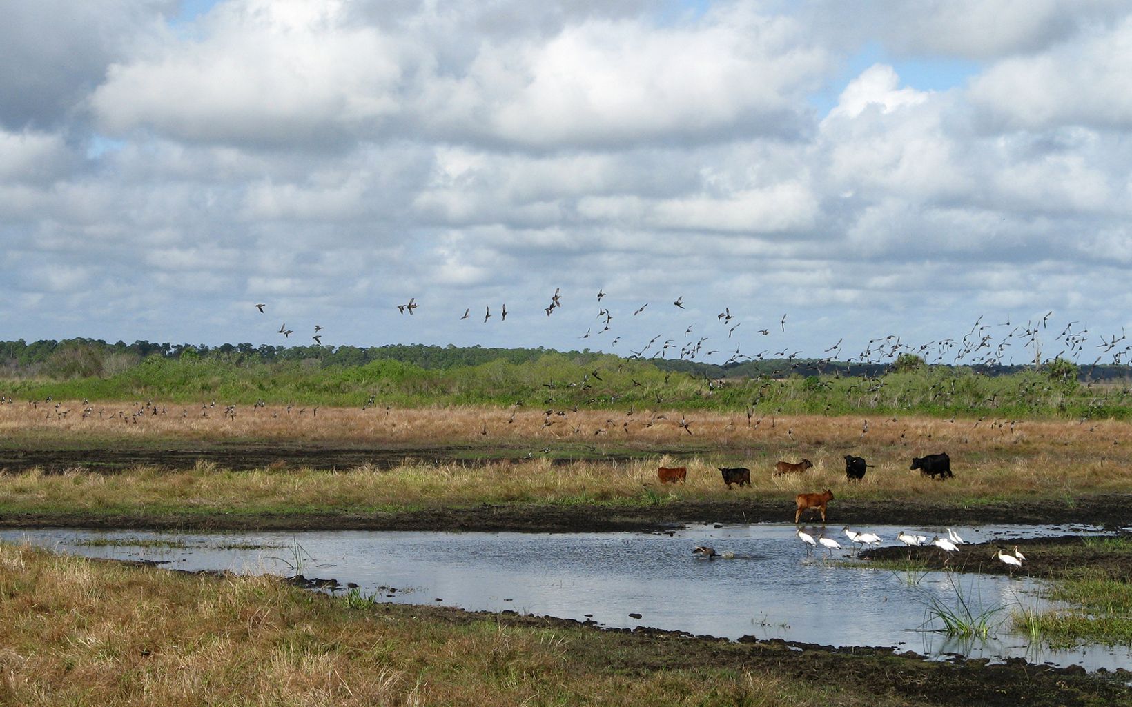 A flock of birds flies over a wetland area with cows and wading birds standing along the edge of a river at Rafter T Ranch.