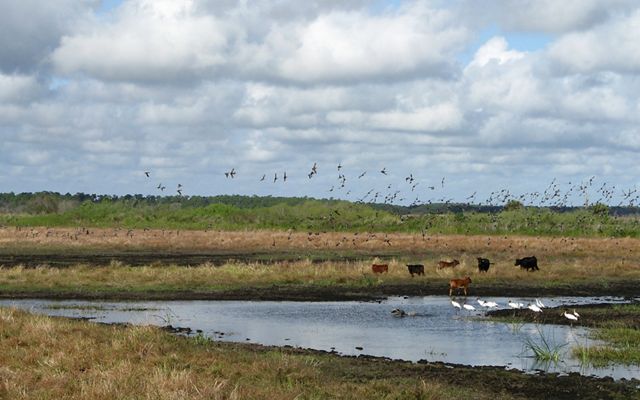 White shorebirds wading in a shallow pond surrounded by a grassy area with grazing cattle.