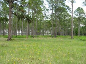 Pine trees on a grassy plain dotted with yellow flowers.