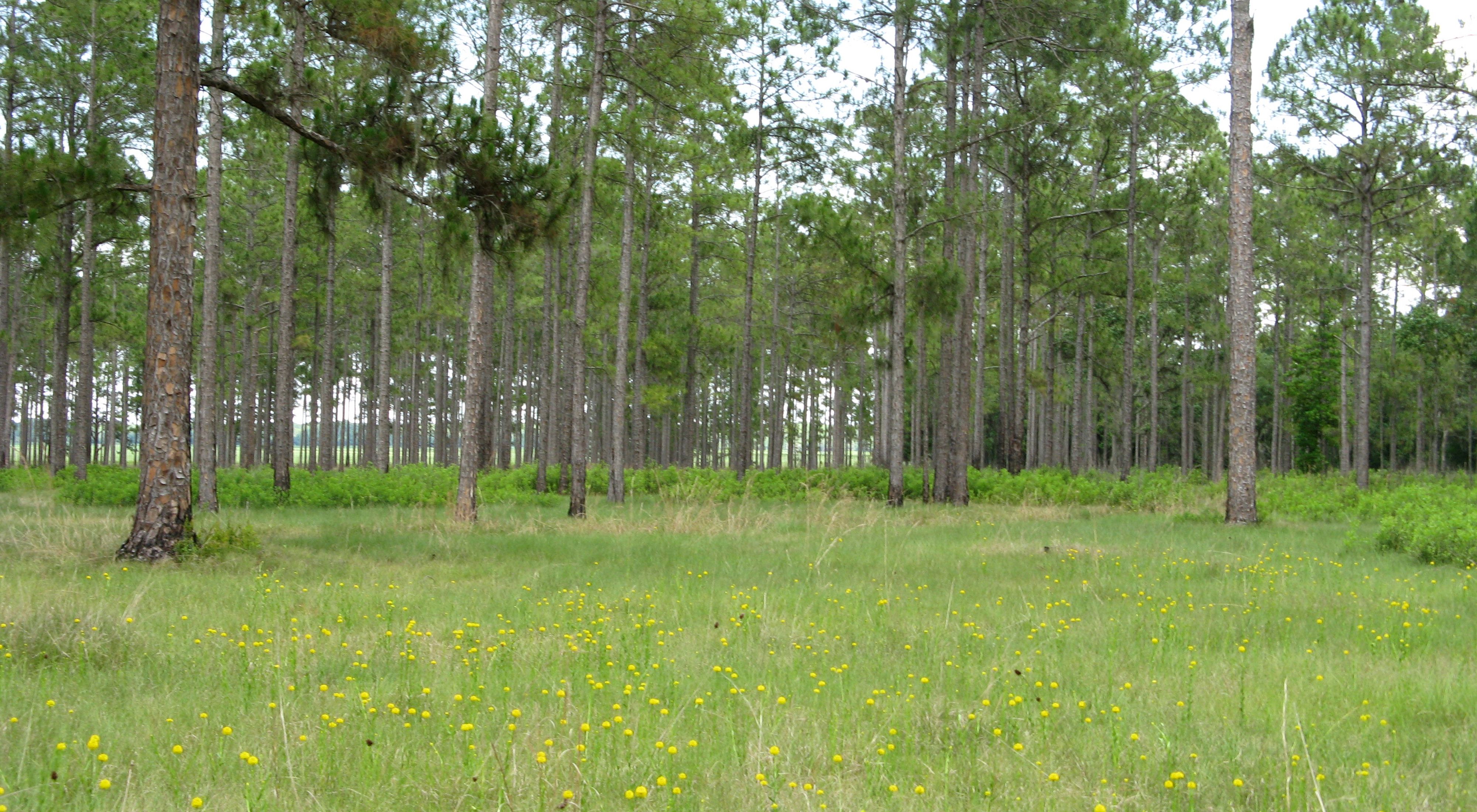 Pine trees on a grassy plain dotted with yellow flowers.