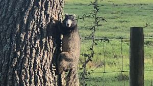 A large dark brown squirrel on a tree trunk.