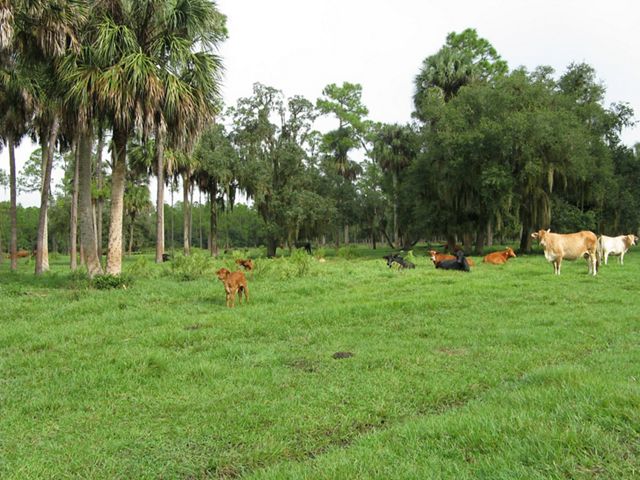 Cattle rest in a field filled with palm and other trees at Rafter T Ranch.