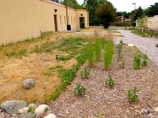 A rain garden outside an urban building has several young green plants sprouting up amidst wood chips.
