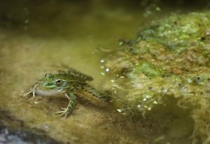 Chirachua leopard frog swimming around a creek.