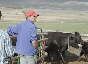 A man wearing a blue shirt and orange hat stands against a metal fence as collared cattle exit it.
