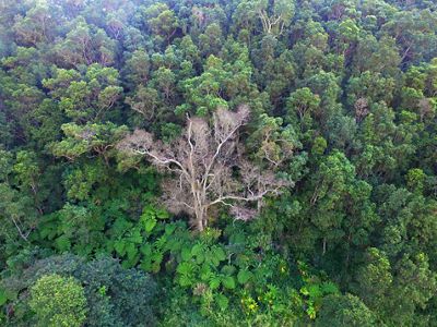 A dead 'ohi'a among healthy trees and plants.