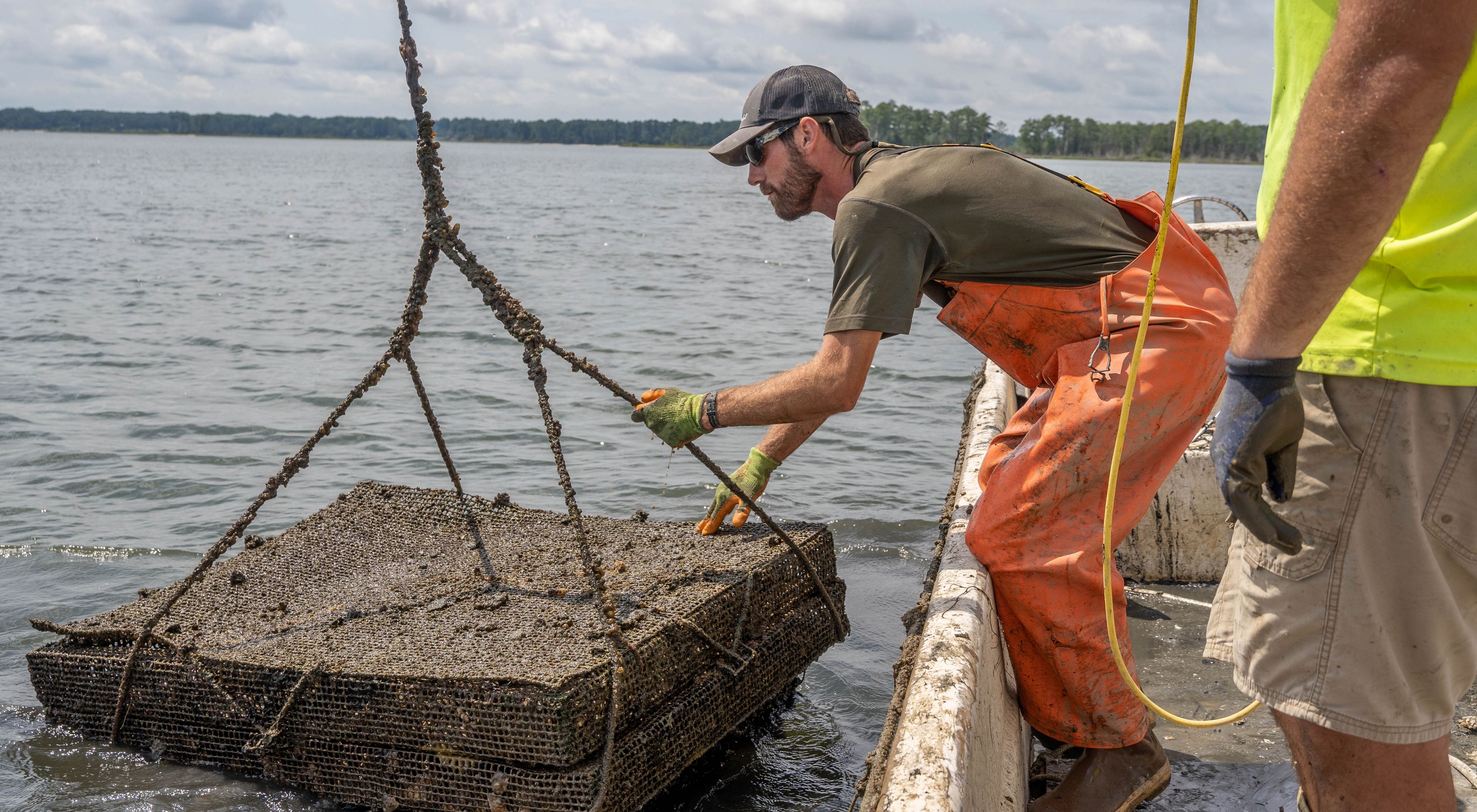 Two workers at Rappahannock Oyster Co. lift an oyster cage out of the water.