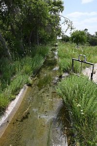 A narrow channel of water with green plants lining it.