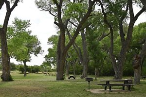 Daytime view of a picnic area containing tables and large cottonwood trees lining it.