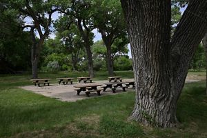 Daytime view of a picnic area containing tables and large cottonwood trees lining it.