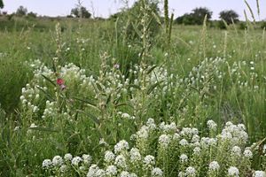 A field of white wildflowers on a sunny day.