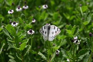 A white-colored butterfly sits on a green plant with small purple flowers around.