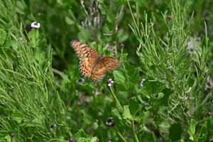 An orange-colored butterfly flaps its wings while over green plants.