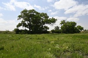 A green grassy area with a large tree in the distance on a sunny day.