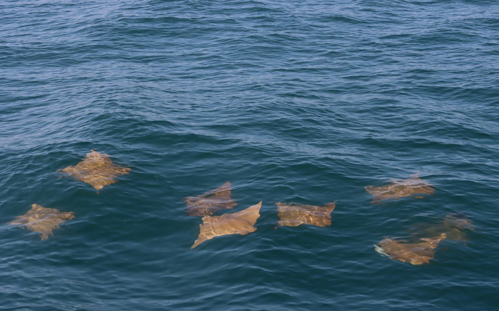 Group of cownose rays swimming in the ocean. 