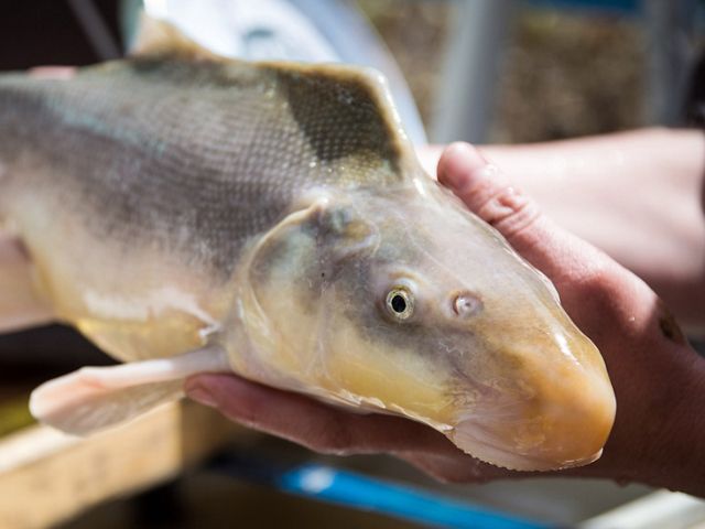 Close-up of a gray fish with a rounded tan snout.