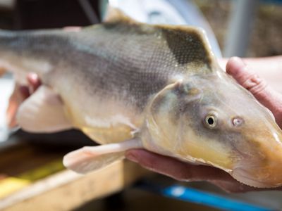 A large grey fish being held by a person's hands.