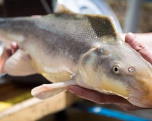 Razorback sucker fish.