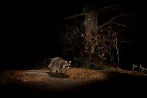 Camera trap photo of a raccoon.