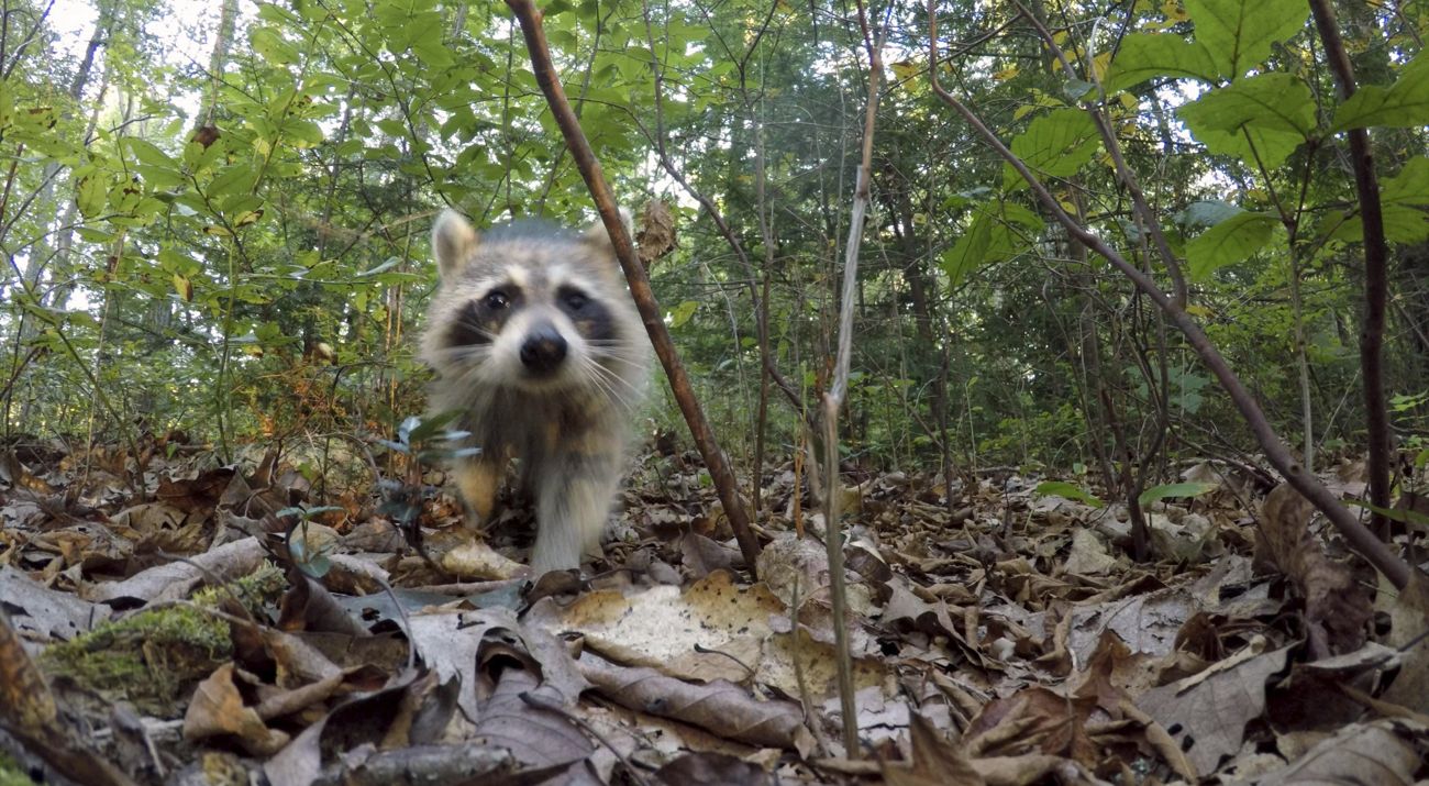 Raccoon