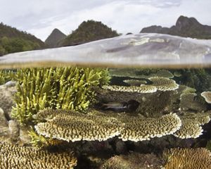 A split view taken from within the ocean showing a coral reef underwater and trees and mountains on the land in the background.