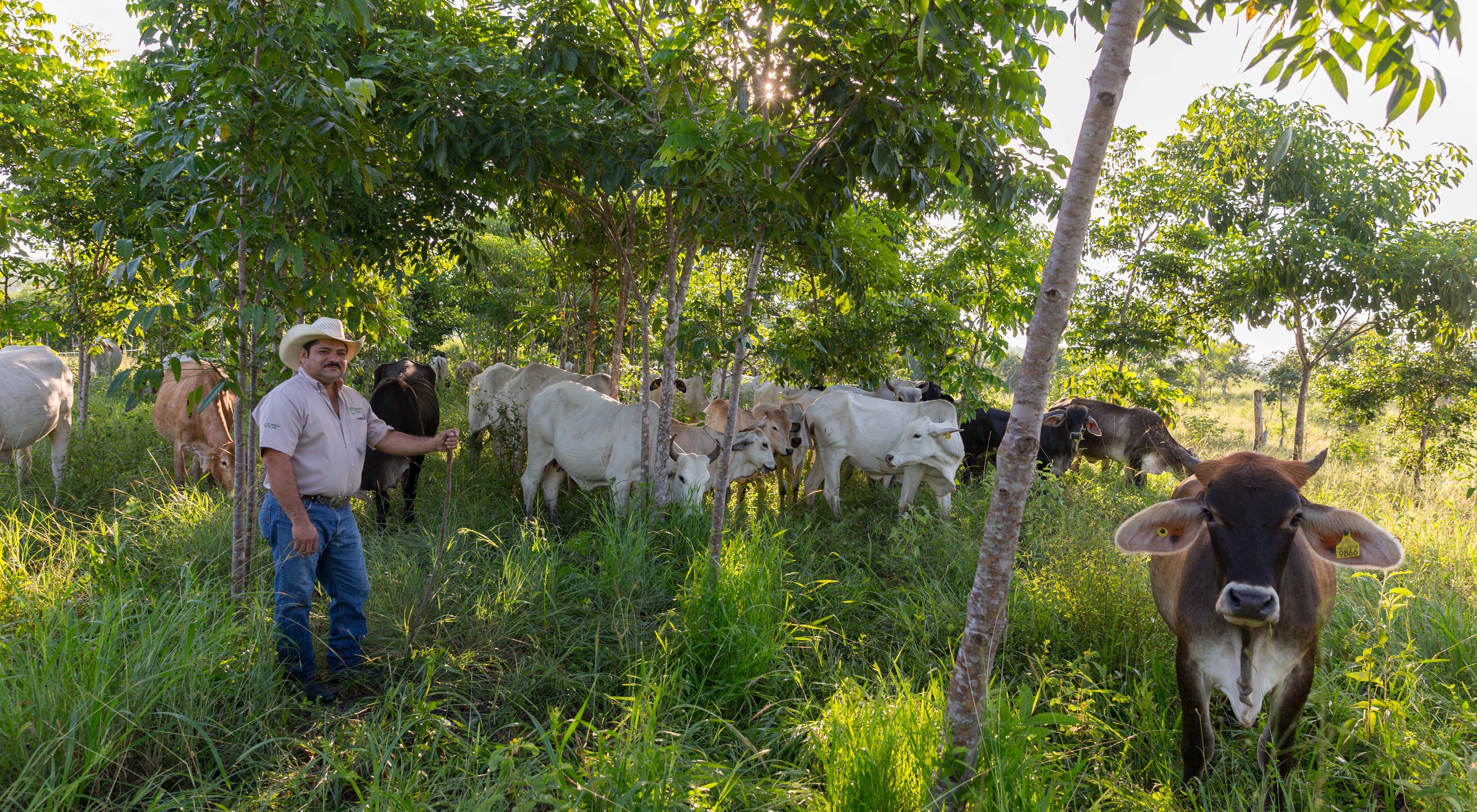 Rancher Jose Palomo stands under the shade trees in his "silvopastoral" pasture at his ranch Los Potrillos in Becanchen, Yucatan, Mexico. Palomo has adopted "silvopastoral" ranching practices, which increases cattle yields through a mixed grass/shrub/tree ecosystem. The shade lessens stress of tropical sun and helps cattle gain and keep weight. The Nature Conservancy works with landowners, communities, and governments in Mexico to promote low-carbon rural development through the design and implementation of improved policy and practice in agriculture, ranching, and forestry. The Conservancy is leading the initiative, Mexico REDD+ Program in conjunction with the Rainforest Alliance, the Woods Hole Research Center, and Espacios Naturales y Desarrollo Sustentable. 