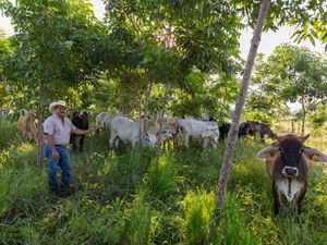 A rancher stands with cattle in a pasture.