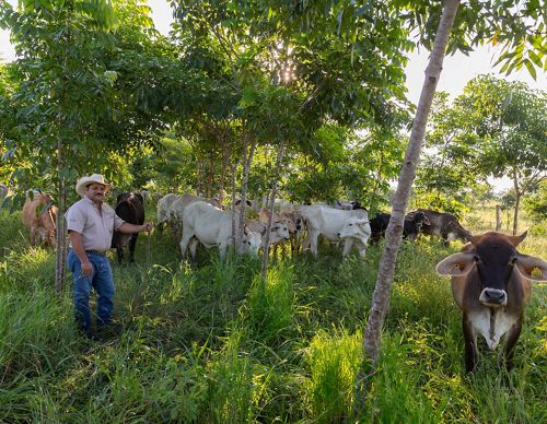 A rancher stands with cattle in a pasture.