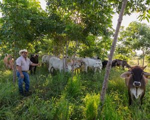 Rancher Jose Palomo stands under the shade trees in his “silvopastoral” pasture at his ranch Los Potrillos in Becanchen, Yucatan, Mexico.