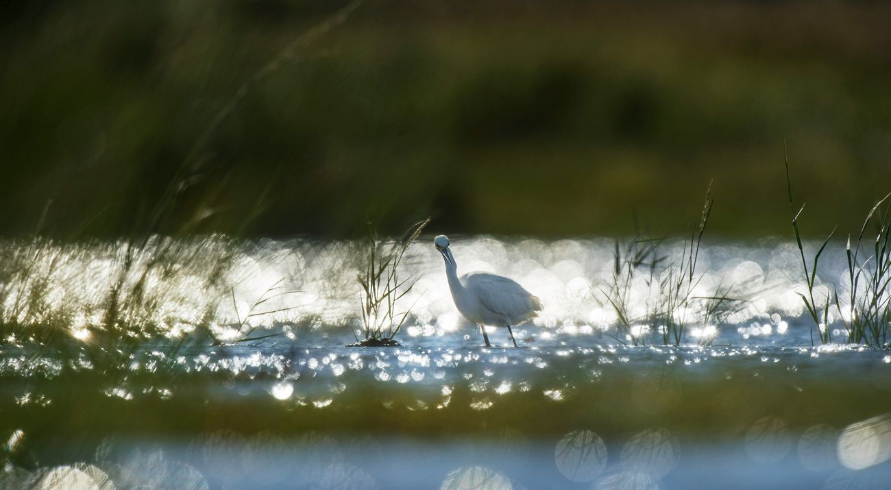 A snowy egret walks through a marsh brightly lit by sunshine.