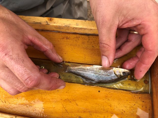 Juvenile razorback sucker fish being measured in a wood tray with a ruler.
