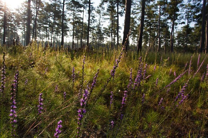 The setting sun casts golden light over tall purple flowers growing in the open savanna underneath tall pine trees.