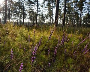 Late afternoon sunlight filters through tall pine trees illuminating a patch of tall grasses and flowering purple plants.