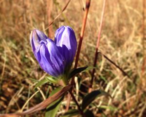 Three purple blossoms with closed petals grow at the end of a slender stem.