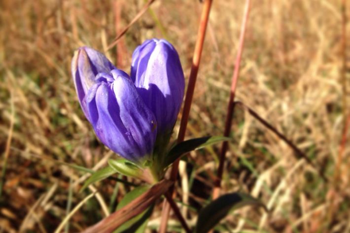 Three purple blossoms with closed petals grow at the end of a slender stem.