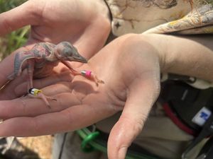 A gray baby bird rests in the palms of two hands. 
