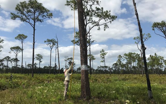 Scientist at Florida's Disney Wilderness Preserve investigating the nests with a camera attached to a long telescoping pole called a peeper.