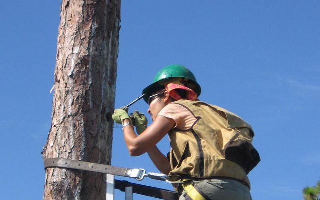 Scientist strapped to a ladder high in a pine tree prepares a nest cavity for the red-cockaded woodpecker reintroduction at Disney Wilderness Preserve.