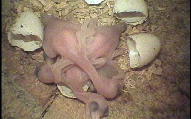 Three newly-hatched hairless red-cockaded woodpicker chicks with egg shells in a nest cavity.  