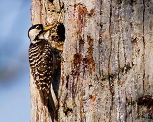 A black and white bird explores part of a tree trunk.