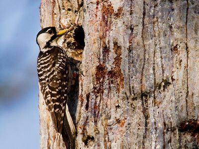A small woodpecker with brown and white feathers perches on the side of a tree outside of a nest hole.