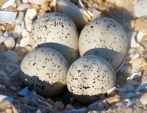 Four small speckled white eggs in a small depression of shells and sand.