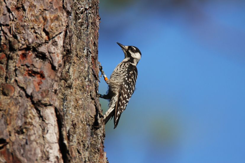 A small woodpecker with brown and white flecked feathers and color coded identification bands on its leg perches on the side of a pine tree.